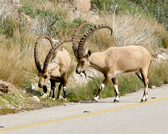 Lost Ibex