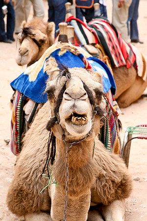 "I really need to get my teeth cleaned