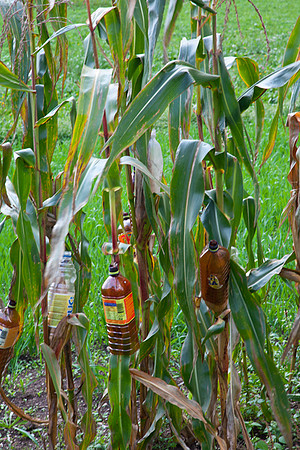 PROTECT THE CROPS