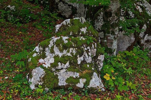 MOSS ON ROOCKS