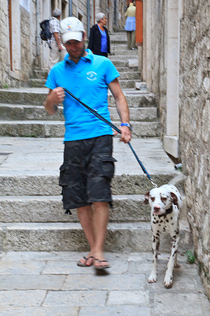 DALMATIAN IN CORCULA