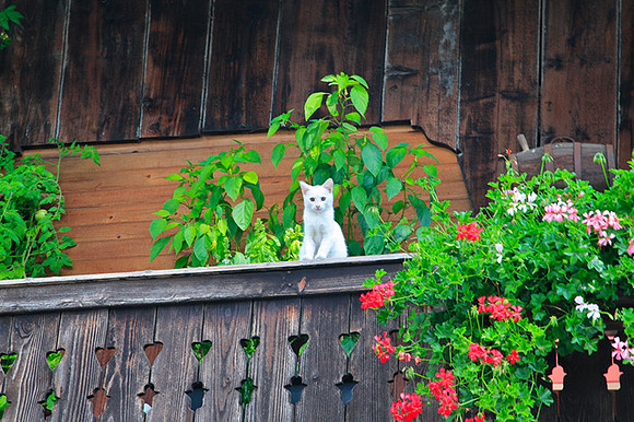 SLOVENIA CAT