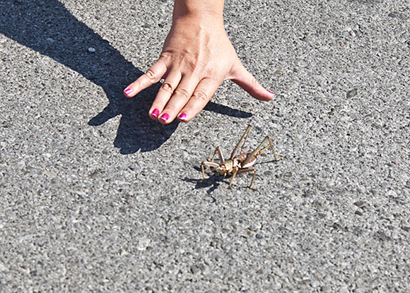 GRASSHOPPER