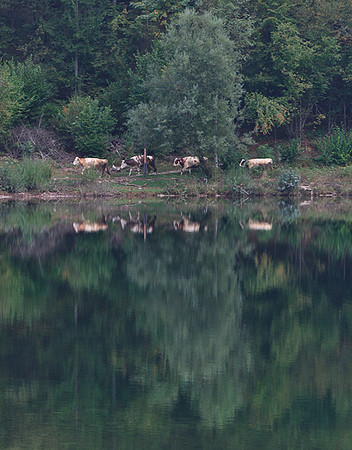 COW PARADE