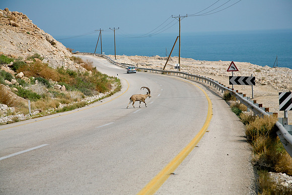 Ibex on the way to Dead Sea