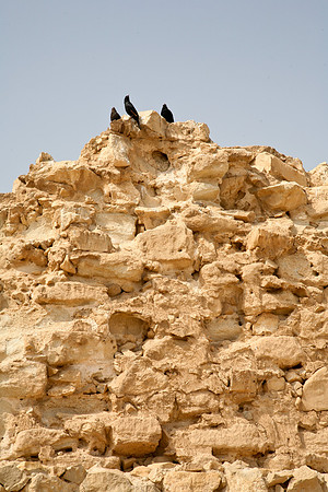 Massada Birds