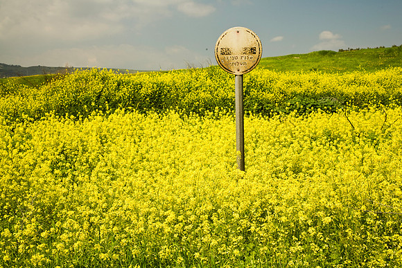Mustard fields